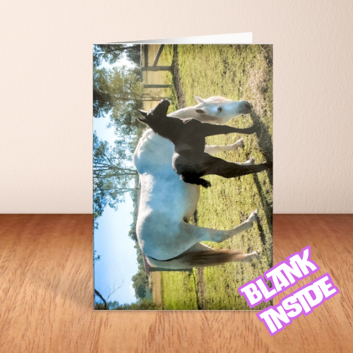 White Horse & Brown Foal in Morning light BLANK Card (6x4")
