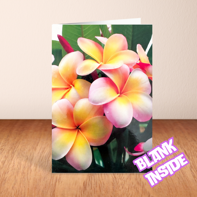 Pink and yellow Frangipanis Blank Card (6x4")