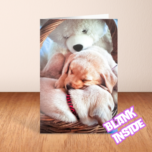 Puppy Love with Teddy BLANK Card (6x4")