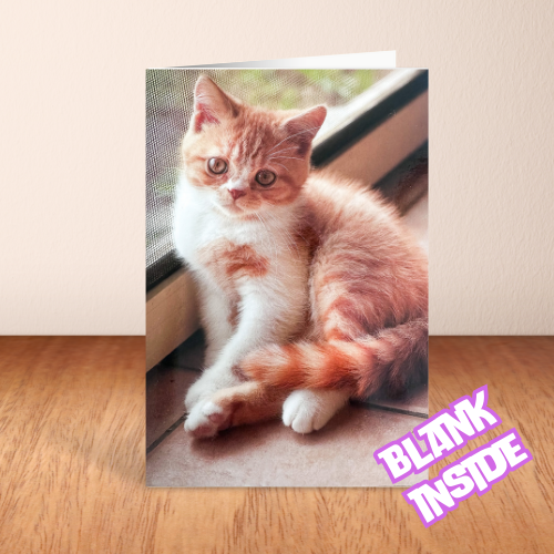 Ginger & White Kitten BLANK Card (6x4")
