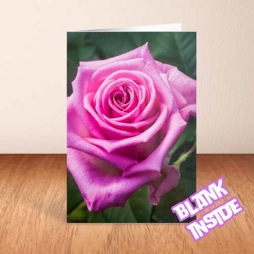 Large Pink Rose BLANK Card (6x4")