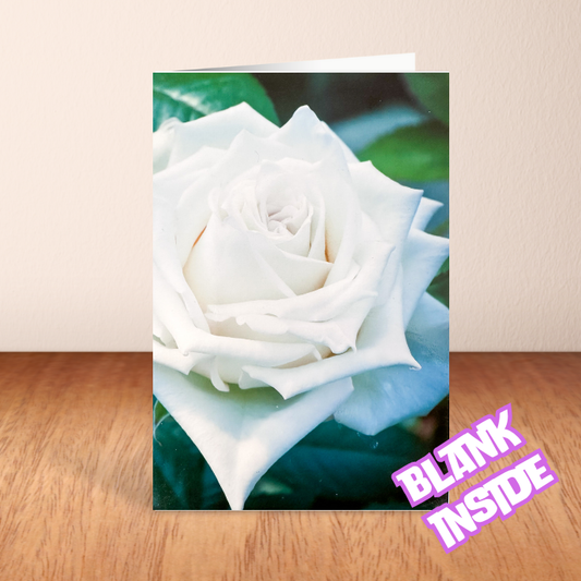 White Rose Green Background Card