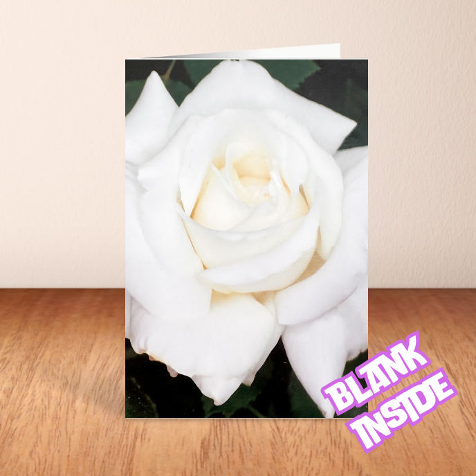 White Rose on Black Background Blank Card (6x4")